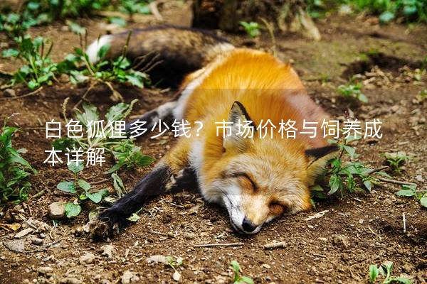 白色狐貍多少錢？市場價格與飼養成本詳解